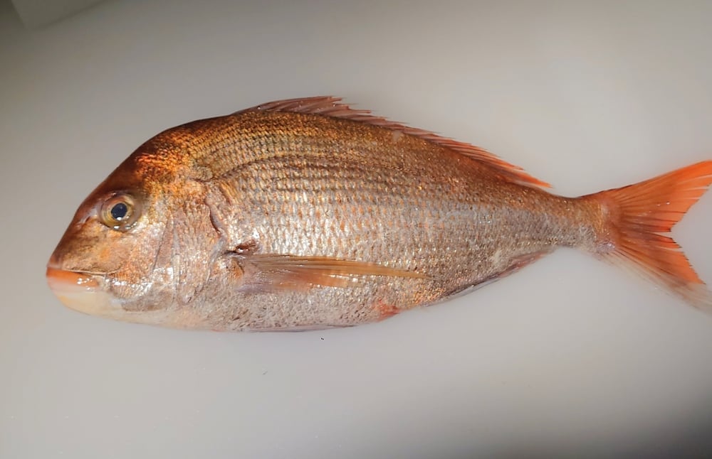 養殖池に泳ぐ魚と水面の波紋